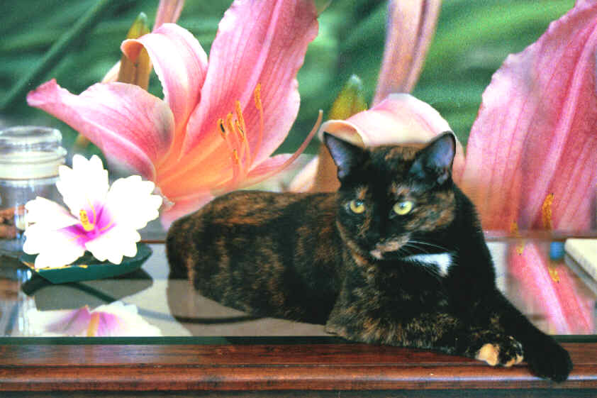 Pepper relaxes on the table...the Flowers are from the Zoo