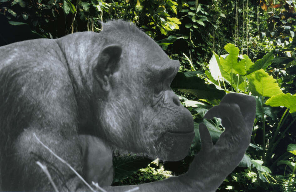 Vicky ponders in the Rainforest